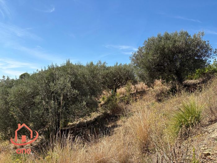 proprietà-rustica-con-terreno-panoramico-montecorice-rudere (3)